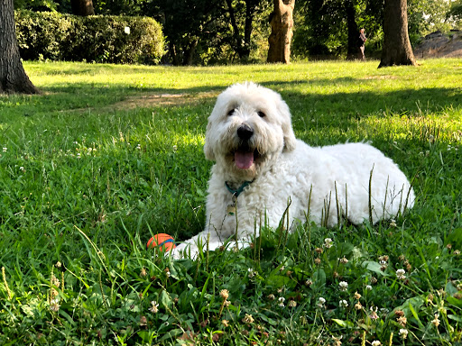 Westside Veterinary Center image 9