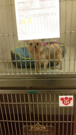 Pet Supply Store «PetSmart», reviews and photos, 2610 Eldridge Pkwy, Houston, TX 77082, USA