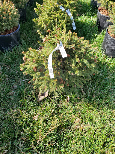 Garden Center «Salsbery Garden Center», reviews and photos, 6346 W Broadway, McCordsville, IN 46055, USA