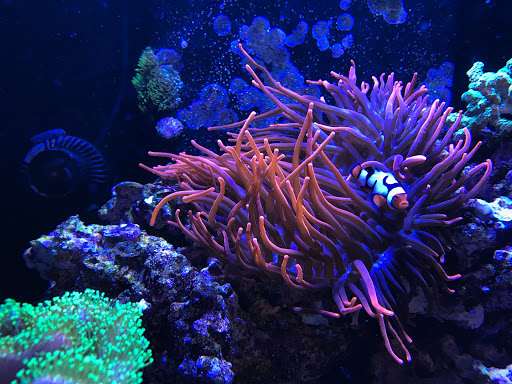 Aquarium «FJW AQUARIUM», reviews and photos, 3839 Mangum Rd, Houston, TX 77092, USA