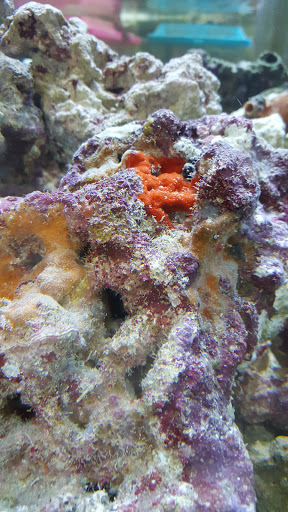 Aquarium Shop «Exotic Aquariums», reviews and photos, 7399 Bird Rd, Miami, FL 33155, USA