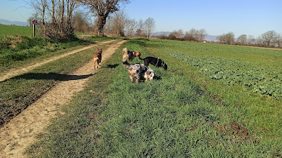 Vision Canine - Éducateur canin à domicile à Thoissey