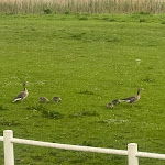 Photo n°19 de l'avis de Haribo.l fait le 11/05/2022 à 15:08 sur le  Landhaus Moorberghof à Kasseedorf