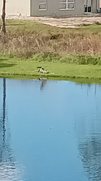 L & R Wildlife Services - Photo 5 - Car repair in , Lakeland
