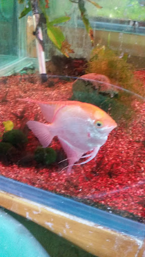 Pet Store «Pets World», reviews and photos, 147 Bridge St, Weymouth, MA 02191, USA