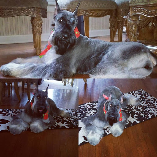 Top Dogg Giant Schnauzers