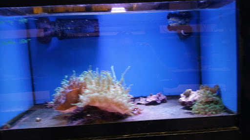 Pet Supply Store «Sea Level Aquarium», reviews and photos, 28 US-46, Pine Brook, NJ 07058, USA