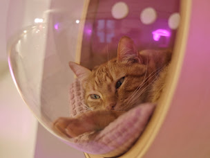 Photo n°86 de Meow Cats Café - Cats & Coffee (+6 ans) à Aix-en-Provence ()