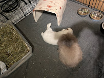 Happy Bunny Sitting - Photo 4 - Car repair in , Fremont