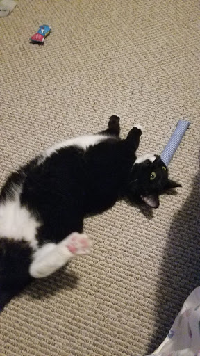 Animal Shelter «Coastal Humane Society», reviews and photos