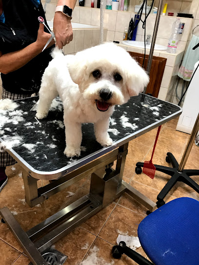 Gazda Zsuzsa - Kutyakozmetikus