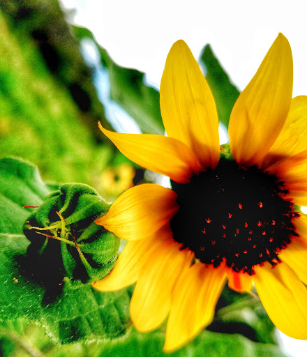 Zoo «Heritage Park Zoological Sanctuary», reviews and photos, 1403 Heritage Park Rd, Prescott, AZ 86301, USA