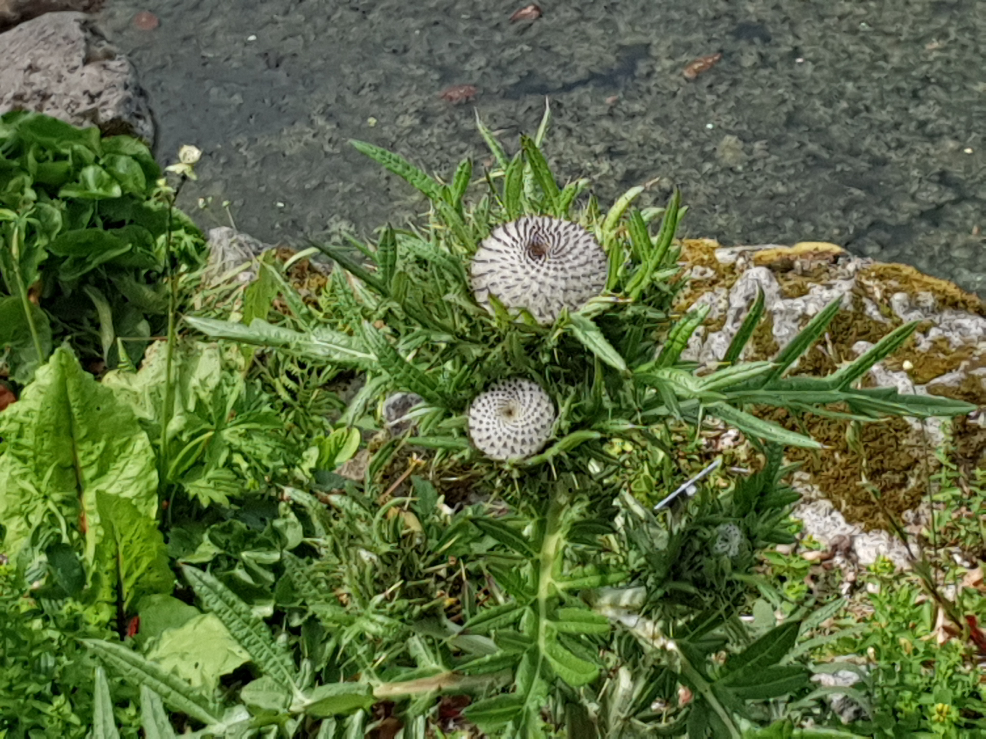 Photo n° 6 de l'avis de SYLVIE.A fait le 29/06/2023 à 20:48