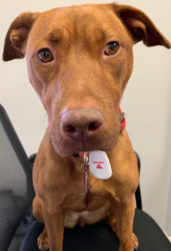 Auto Insurance Agency «Neil Elkins State Farm Insurance Agent», reviews and photos