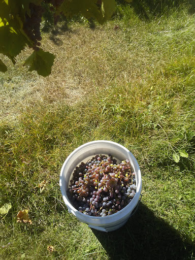 Winery «SoLu Estate Winery & Meadery», reviews and photos, W8269 County Rd F, Cascade, WI 53011, USA