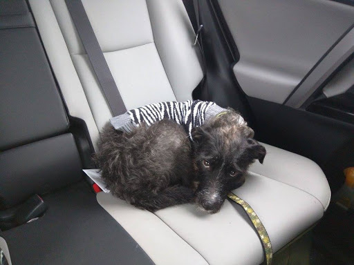 Pet Store «Pet Valu», reviews and photos, 116 E Glenwood Ave, Smyrna, DE 19977, USA