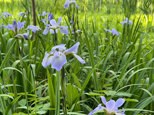 Nature Preserve «Melvin L. Newman Wetlands Center», reviews and photos, 2755 Freeman Rd, Hampton, GA 30228, USA