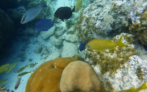 Kaio Natural Aquarium image