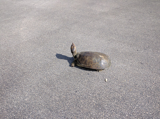 Supermarket «Publix Super Market at Shops of Sebastian», reviews and photos, 1451 Sebastian Blvd Ste 200, Sebastian, FL 32958, USA