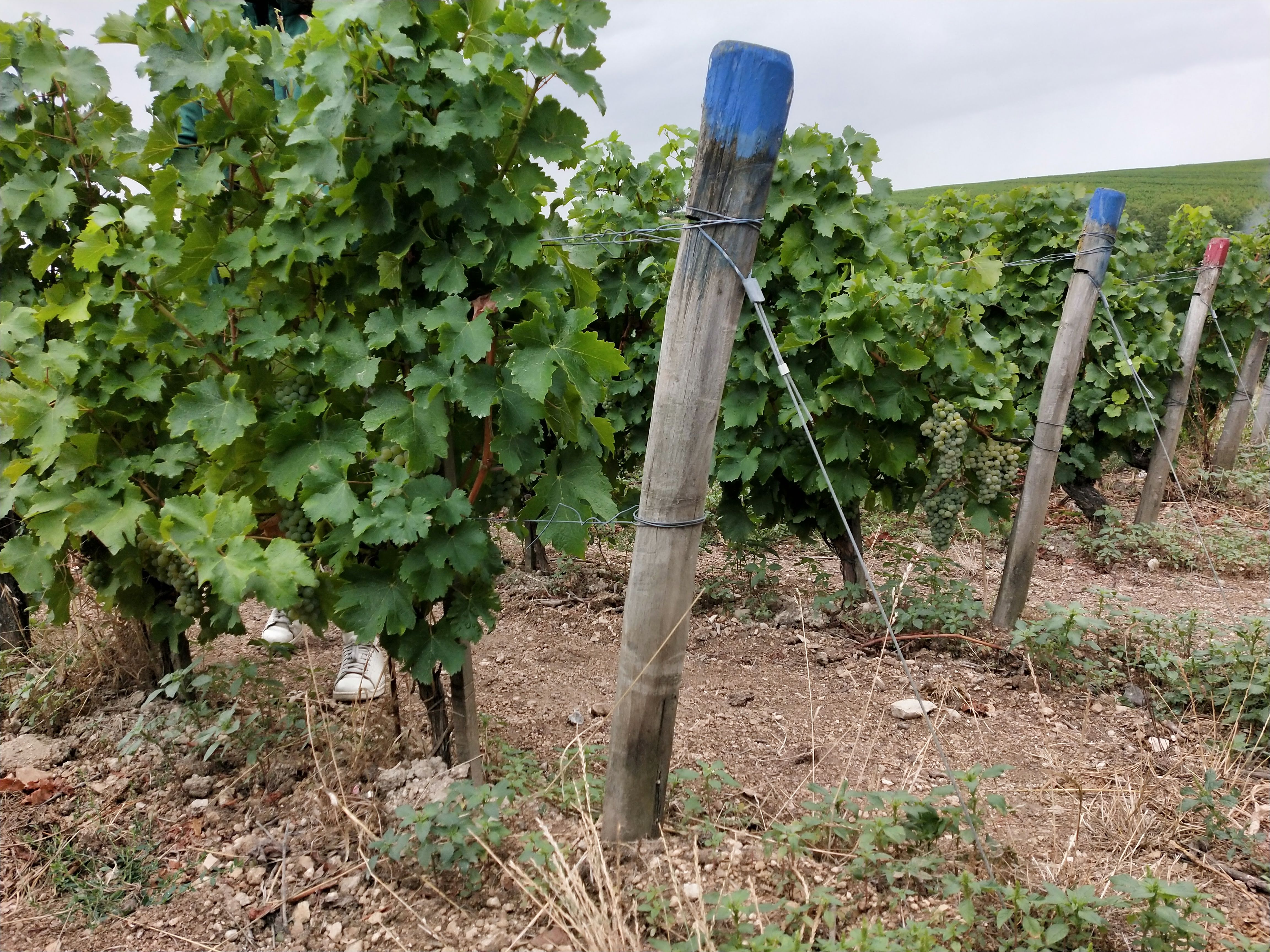 Photo n° 10 de l'avis de Suzan.o fait le 21/08/2020 à 18:47
