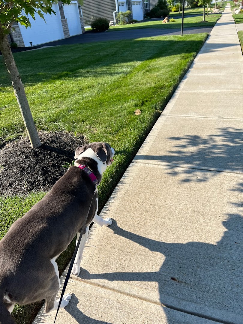 Lewis Center Dog Walking