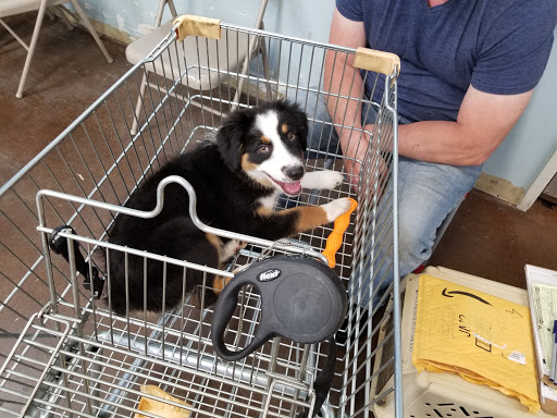 Pet Supply Store «Centinela Feed & Pet Supplies», reviews and photos, 3120 E Colorado Blvd, Pasadena, CA 91107, USA