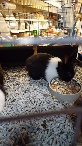 Pet Store «Critter Pet Shop», reviews and photos, 19309 Ecorse Rd, Allen Park, MI 48101, USA
