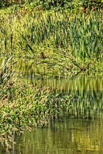 Nature Preserve «Melvin L. Newman Wetlands Center», reviews and photos, 2755 Freeman Rd, Hampton, GA 30228, USA