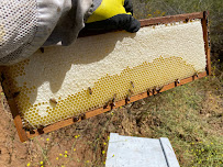 South Bay Bee Removal - Photo 5 - Car repair in , Torrance