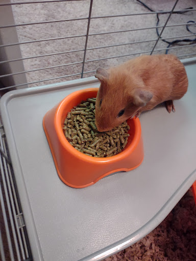 Pet Supply Store «PetSmart», reviews and photos, 8660 Airline Hwy, Baton Rouge, LA 70815, USA