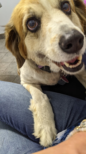 Animal Clinic of Monett