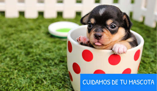 Centro Veterinario La Marjal en Albal