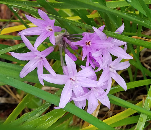 Hardware Store «Vision Ace Hardware», reviews and photos, 8538 Gunn Hwy #10, Odessa, FL 33556, USA