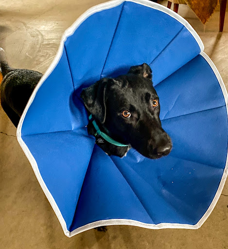 Running V Veterinary Clinic