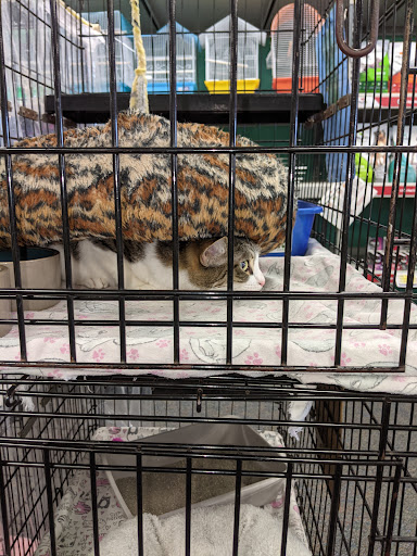 Pet Store «Friendly Pets», reviews and photos, 625 Friendly Center Rd, Greensboro, NC 27408, USA