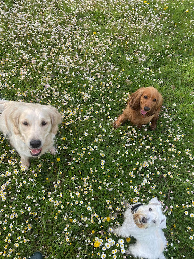 Pensioni per cani e dog hotel a Golden Dogs