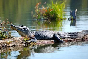 Everglades National Park image