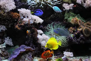 Sony Aquarium image