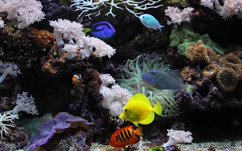 Sony Aquarium image