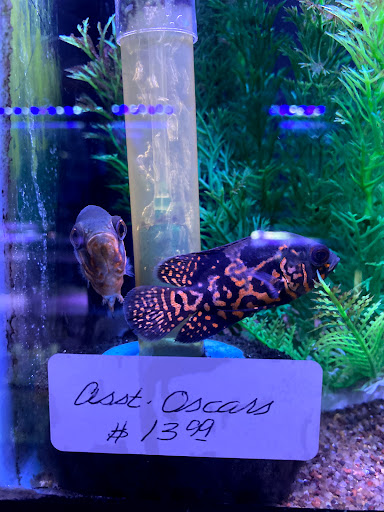 Tropical Fish Store «Best Fish», reviews and photos, 1335 N Doctor M.L.K. Dr, Milwaukee, WI 53212, USA