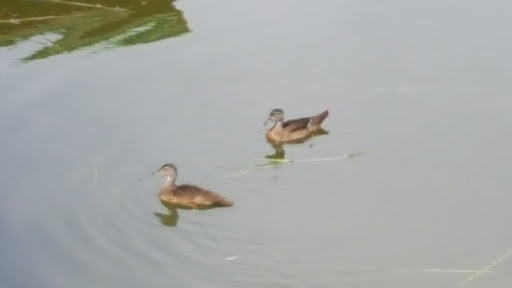 Park «Gilbert Park», reviews and photos, 310 S Tremain St, Mt Dora, FL 32757, USA