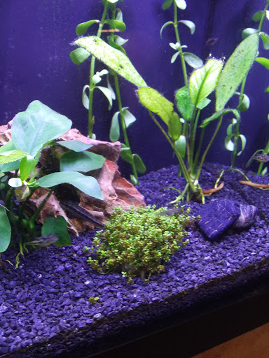 Pet Supply Store «Pet Supplies Plus», reviews and photos, 738 U.S. 9, Fishkill, NY 12524, USA