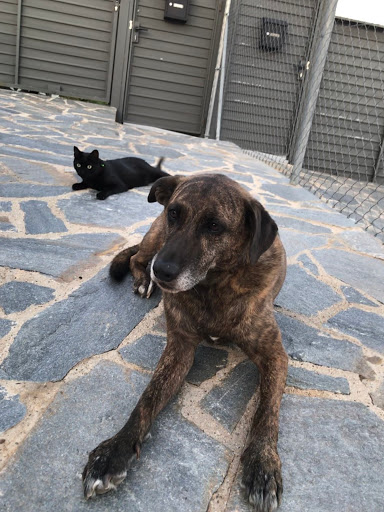 Clínica Veterinaria Canaletes en Cerdanyola del Vallès