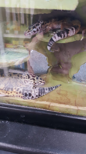 Pet Supply Store «Petco Animal Supplies», reviews and photos, 6761 Westminster Ave, Westminster, CA 92683, USA