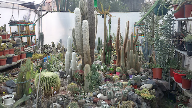 Opiniones de Mis Cactus - Vivero en Quito - Centro de jardinería