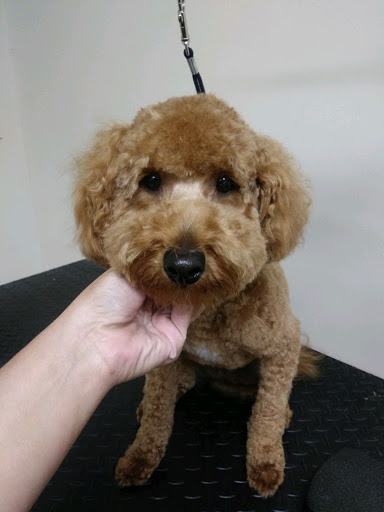 Pet Supply Store «EarthWise Pet Supply - Richardson», reviews and photos, 1310 W Campbell Rd #128, Richardson, TX 75080, USA