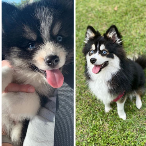 Pet Store «Petland of Plantation», reviews and photos, 801 S University Dr, Plantation, FL 33324, USA