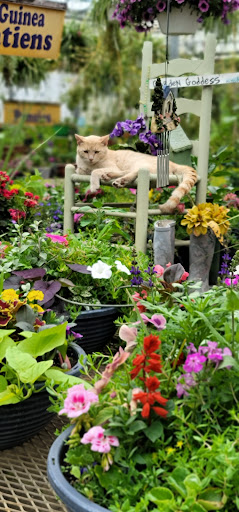 St. Clair Greenhouses & Florist, 7043 Big Hand Rd, St Clair, MI 48079, USA, 