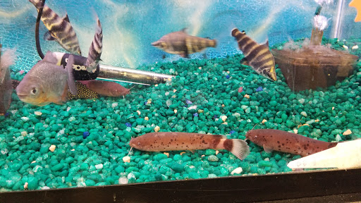 Pet Store «Petland Discounts - LI City», reviews and photos, 34-60 48th Ave, Queens, NY 11101, USA