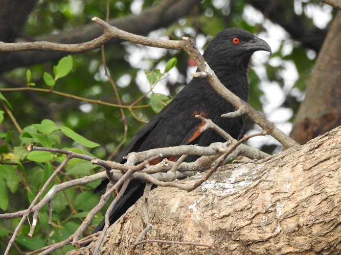 8 Tempat Menarik untuk Area Pengamatan Burung di Jakarta Barat